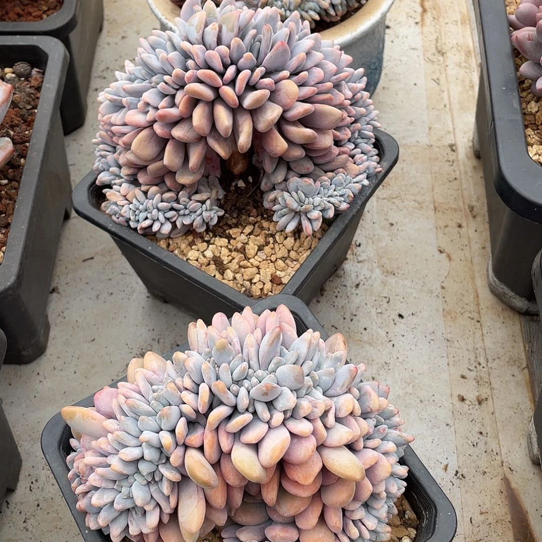 粉兔缀化精控14厘米可挑
