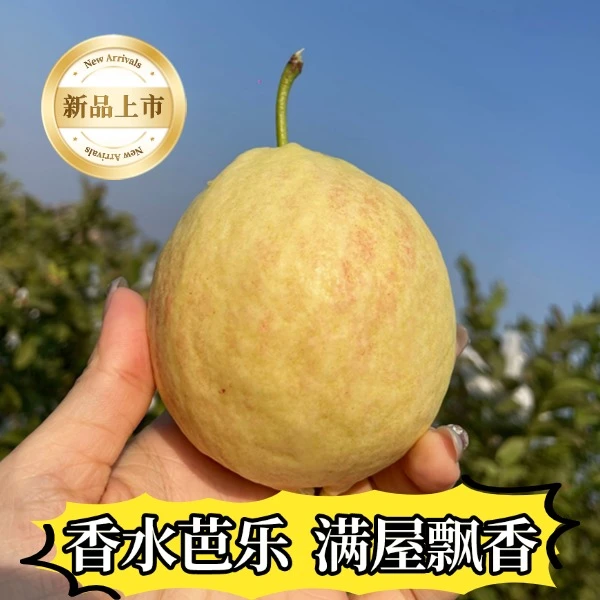 【顺丰包邮】香水芭乐树上熟软糯香甜产地雷州半岛新鲜采摘当季水果
