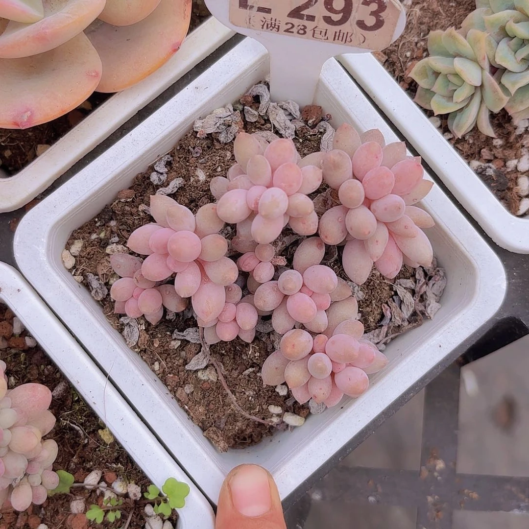 E293手指一物一拍