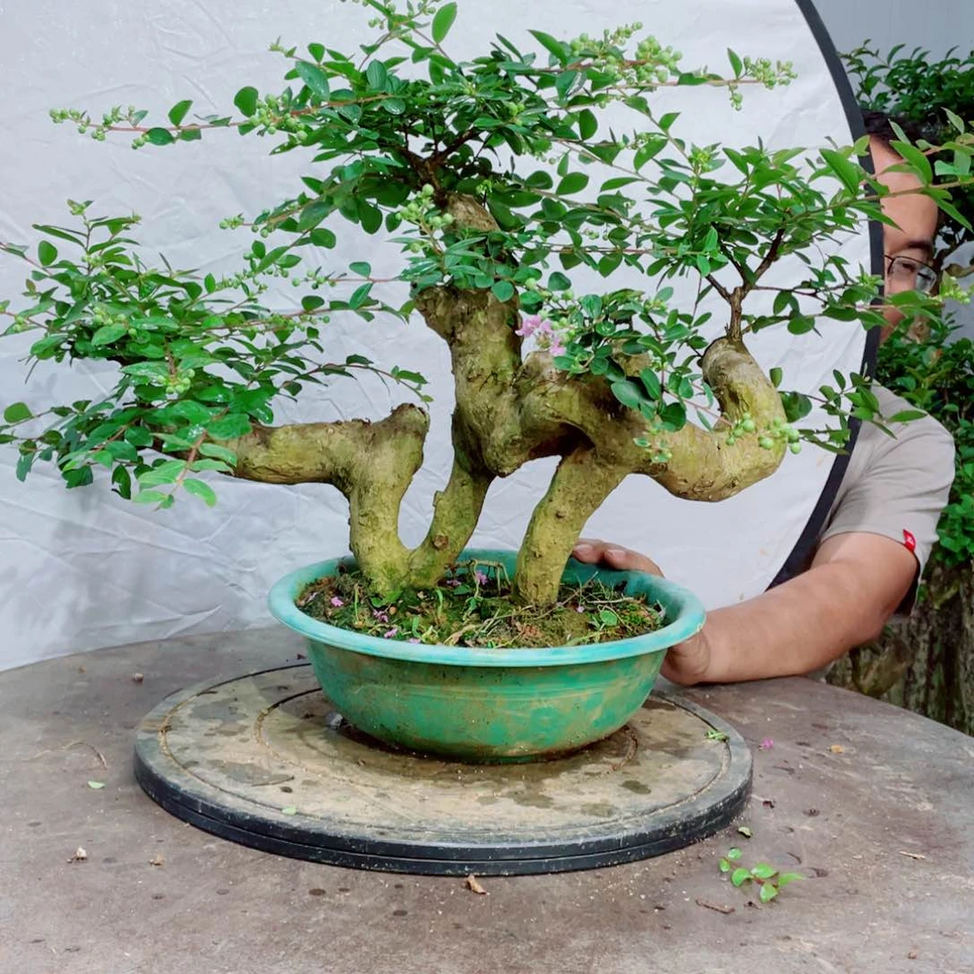 当前无花栽培后可以开花