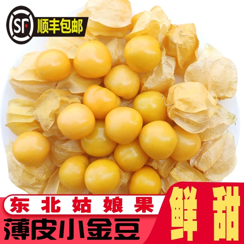 【顺丰包邮】东北小姑娘果老品种黄金豆姑娘果菇茑果菇凉果灯笼果