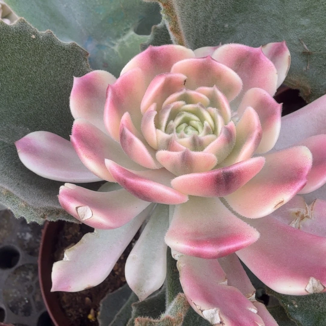 宗玫瑰锦，多肉锦多肉