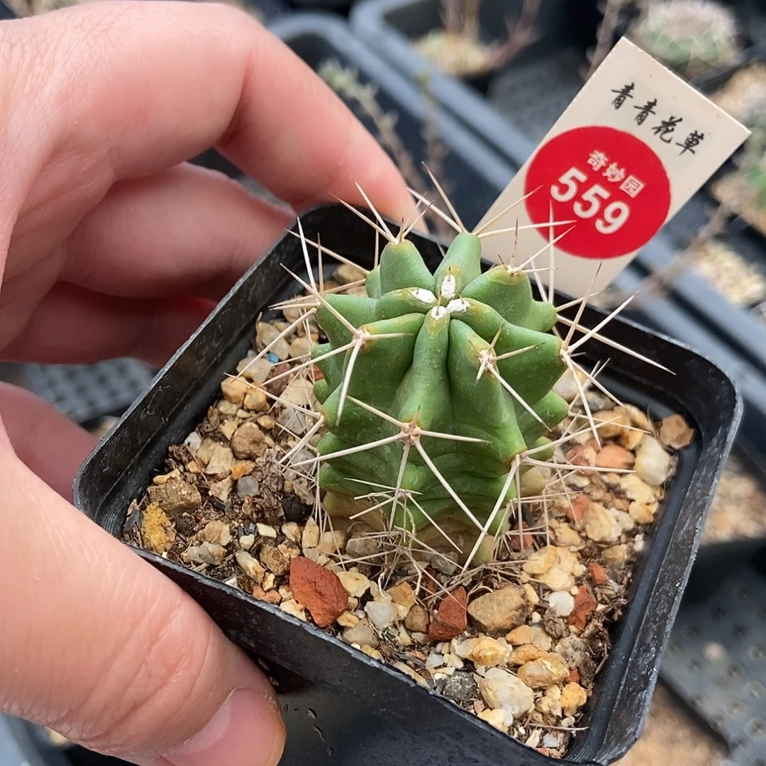实生篝火虾一棵33688
