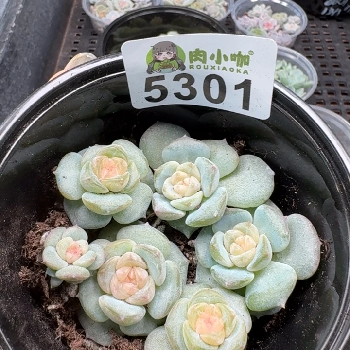多肉植物多头植物