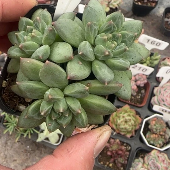 158甲骨文多肉植物多