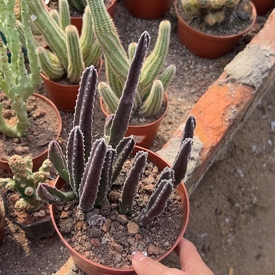 浅**摩罗科46677889