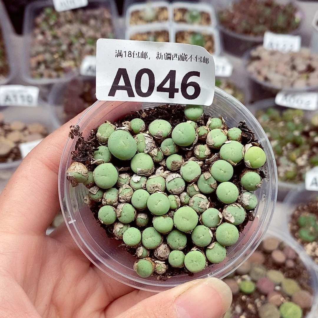 46快快乐乐健健康康