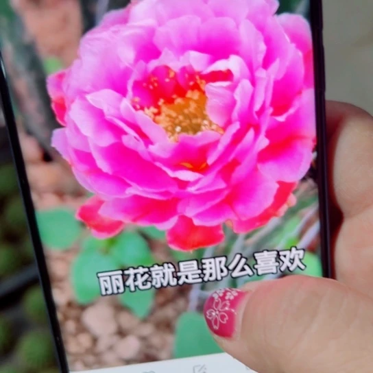 下55丽花L33歪无根侧芽2一3公分左右20包邮