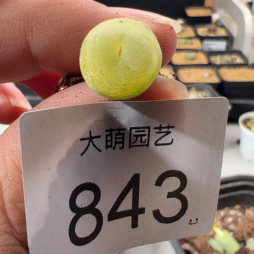 一物一拍有疤。  843