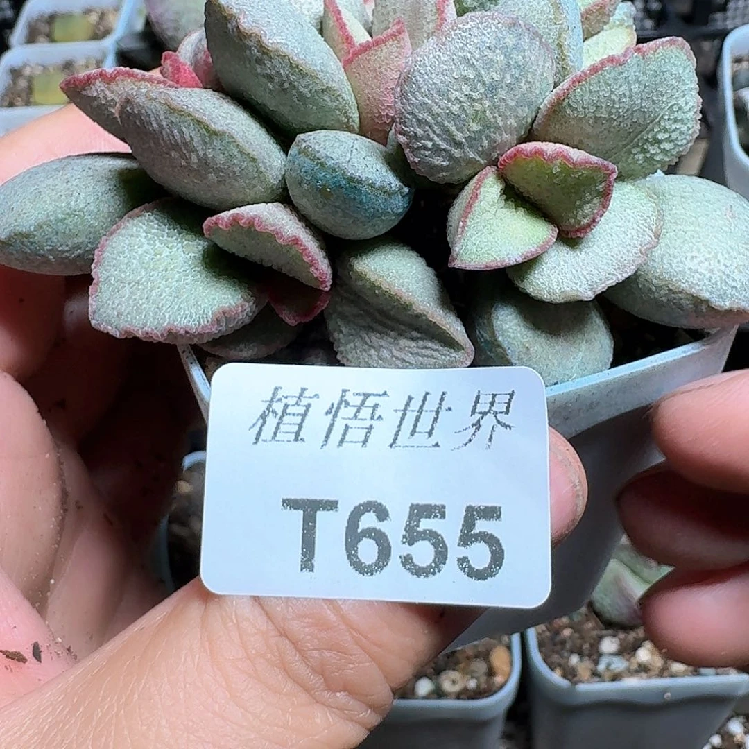 655盒多肉植物哇f g