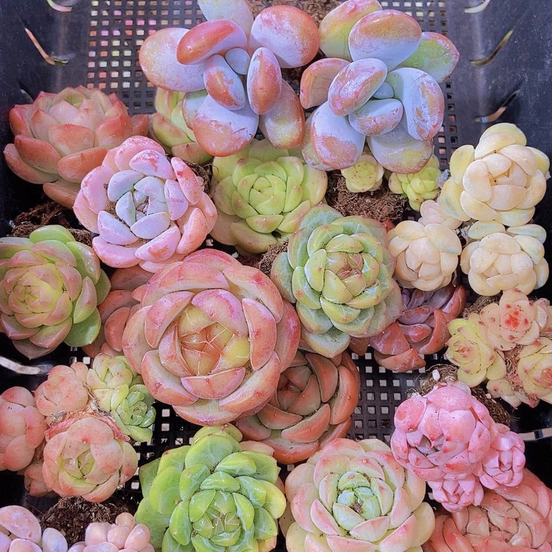 0000001量拍保底20颗