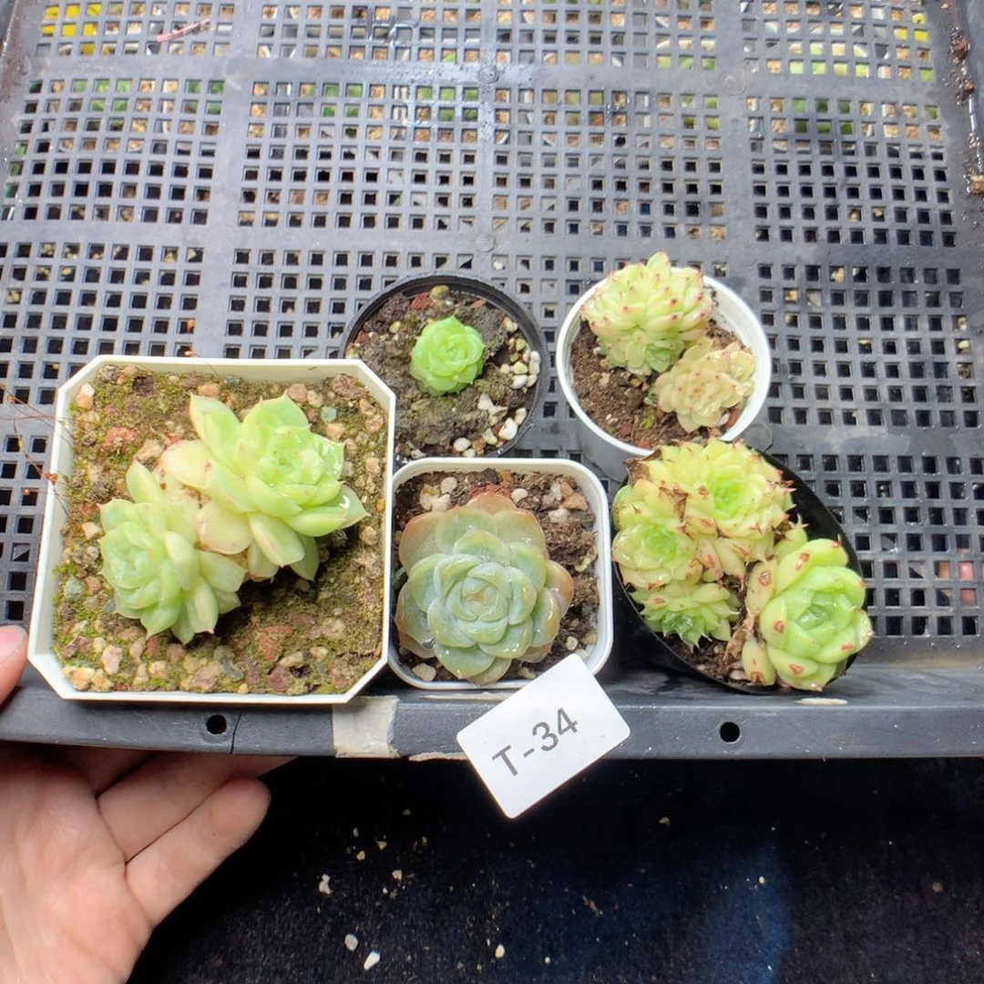 无花朵T34英语英语英语英语英语英语