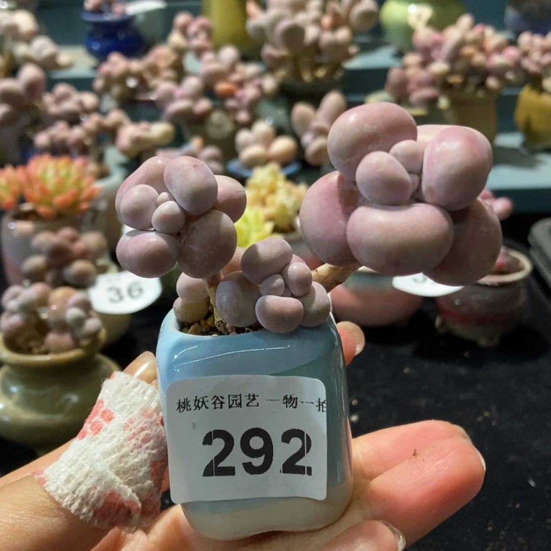 292糖果腰子蛋带盆土
