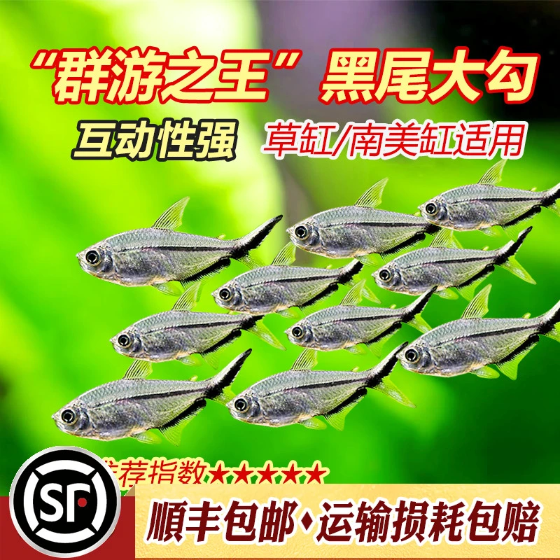 黑尾大勾鱼小型扯旗灯鱼草缸红绿灯鱼鱼群游观赏鱼淡水热带鱼活体
