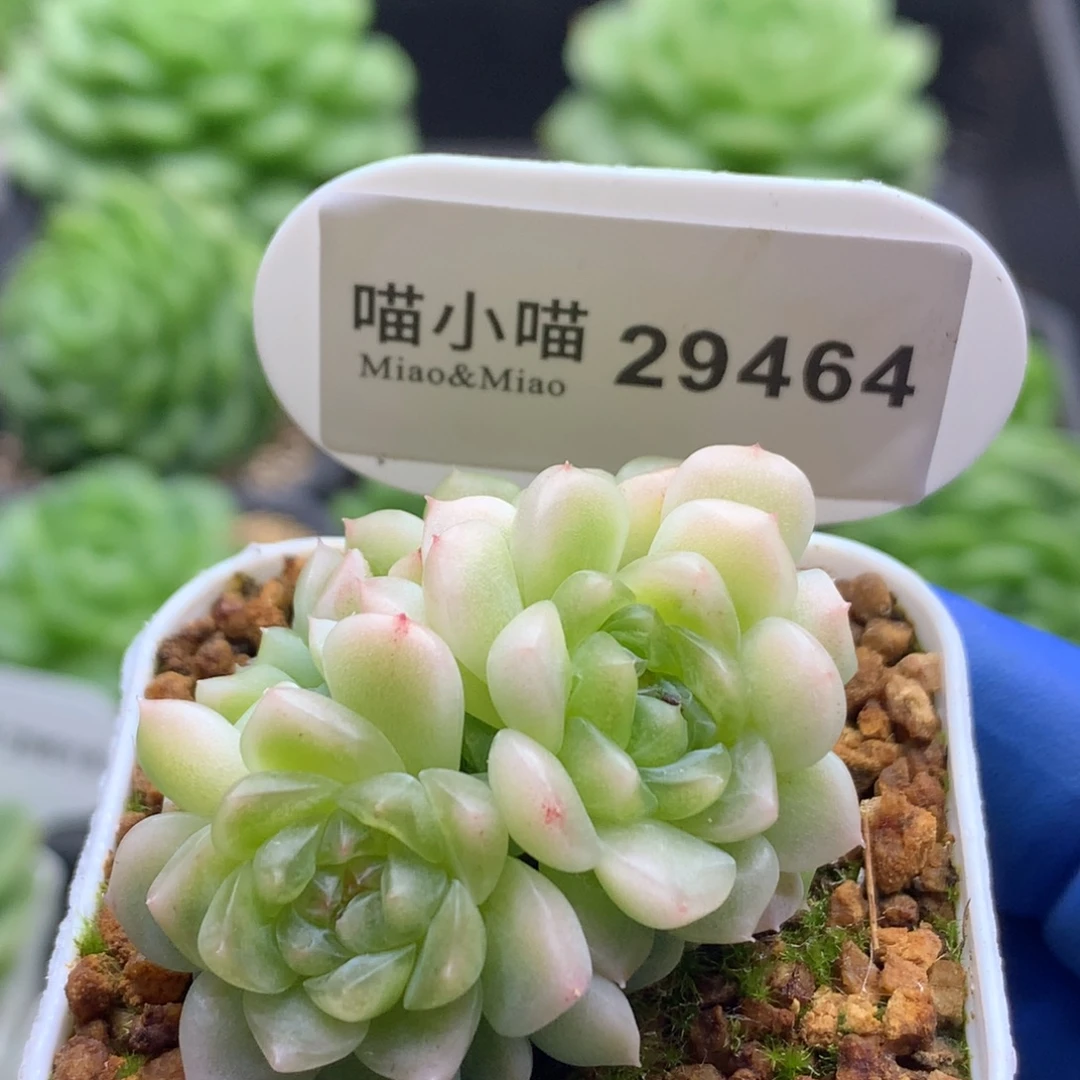 多肉植物杂交珍妮