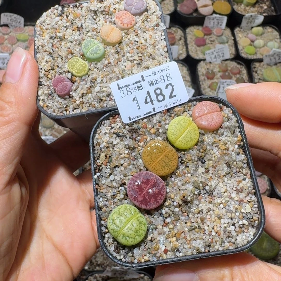 Z***oSss清啊便宜出1482