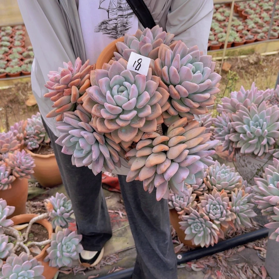 18奥普多肉植物物流