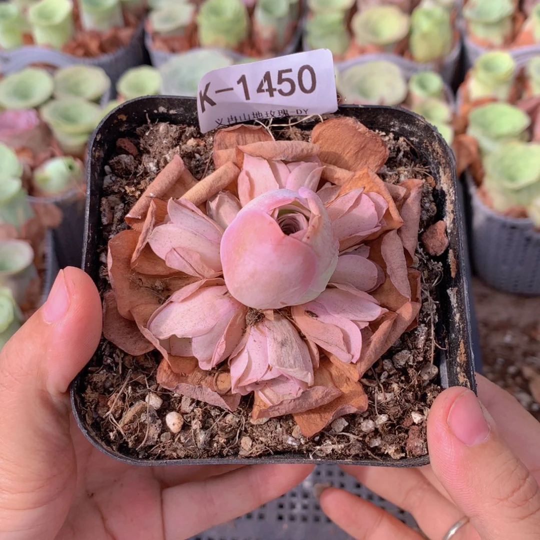 1450粉色福利g g b