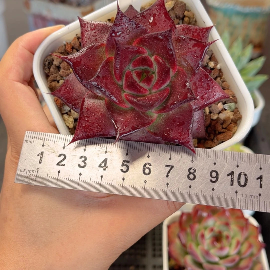 多肉植物3326 一定要拍个冷链哦