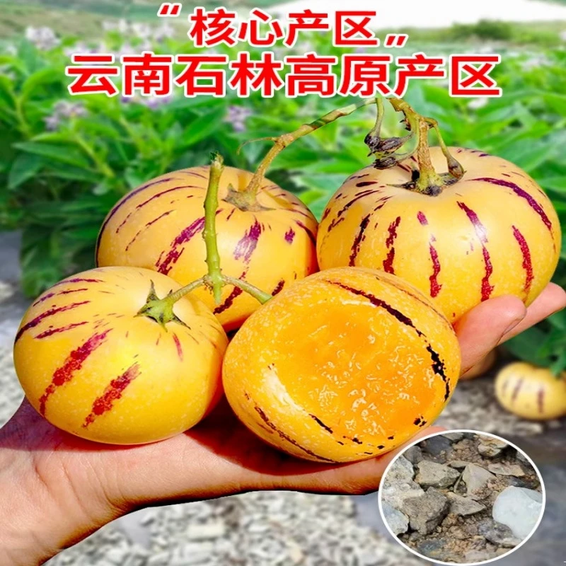 【云南石林人参果】云南石林人参果黄果圆果人参果人参果大果5斤