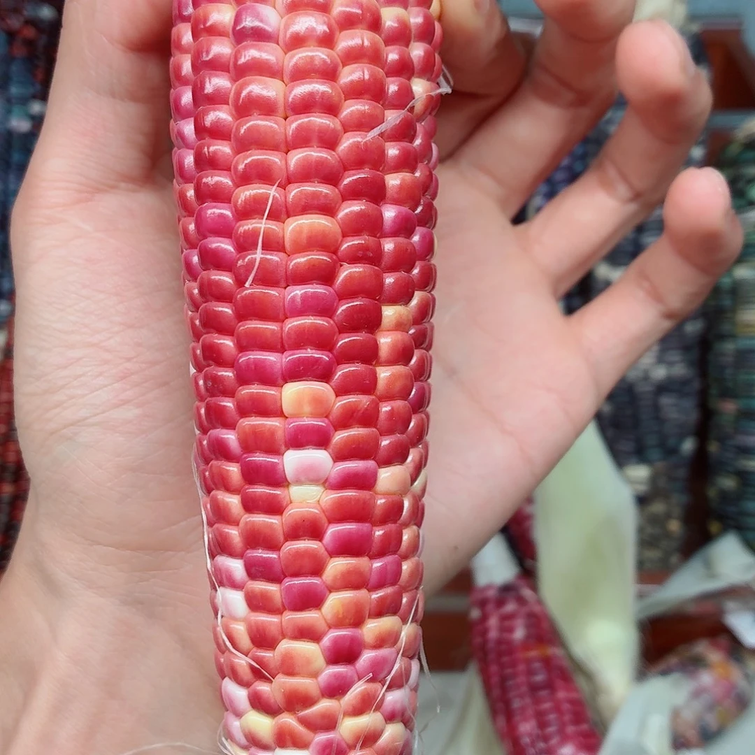 简***爱白玉菩提吊坠文玩玉米毛料精品