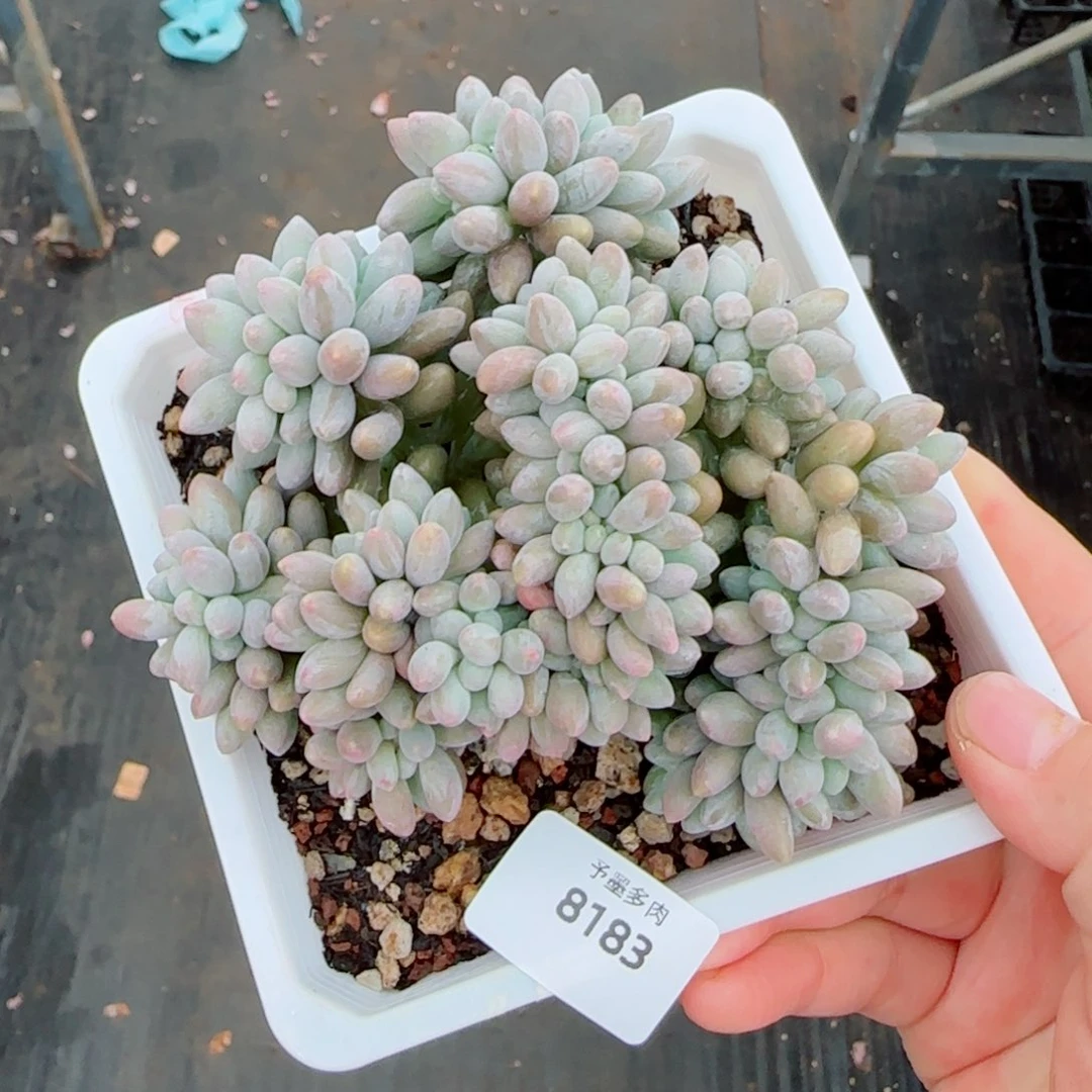 汤圆缀，8183多肉植物