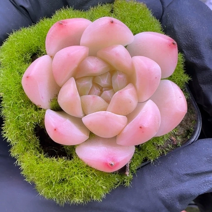 粉色糯心珍妮糖心杂交多肉
