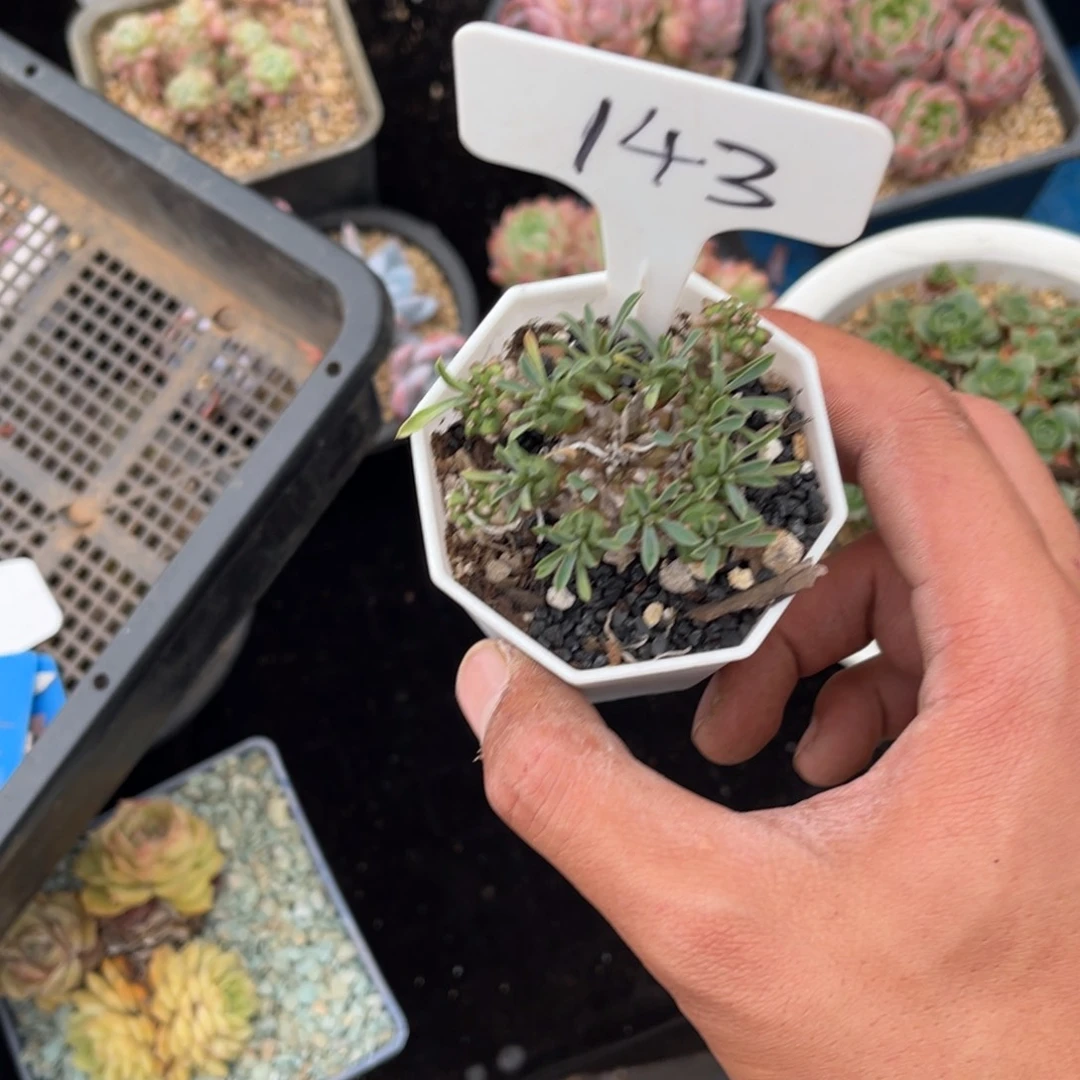 喂*魏143球多肉植物