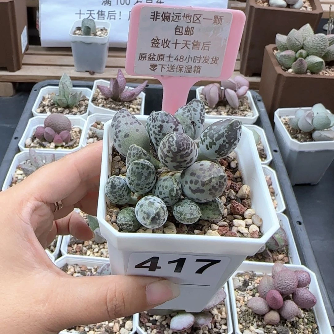 417特白肌海报多肉植物