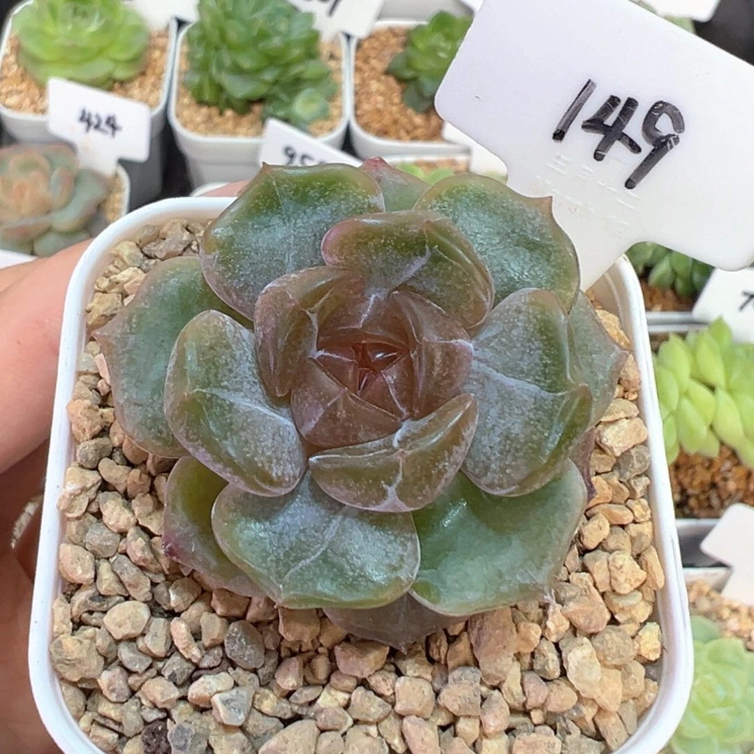 149号彩恋 晗雨多肉