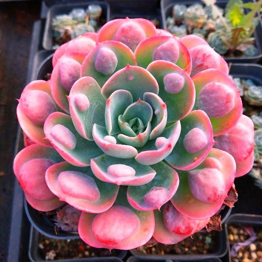 雨滴 单头双头  多肉植物组合盆栽（满19元包邮）