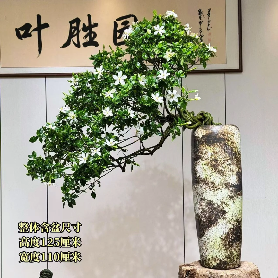 【叶胜园艺】精品四季榄叶栀子花盆景