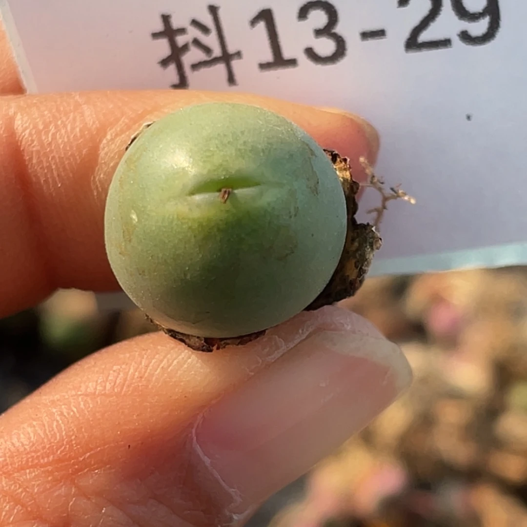 13-29鸭嘴兽多肉植物