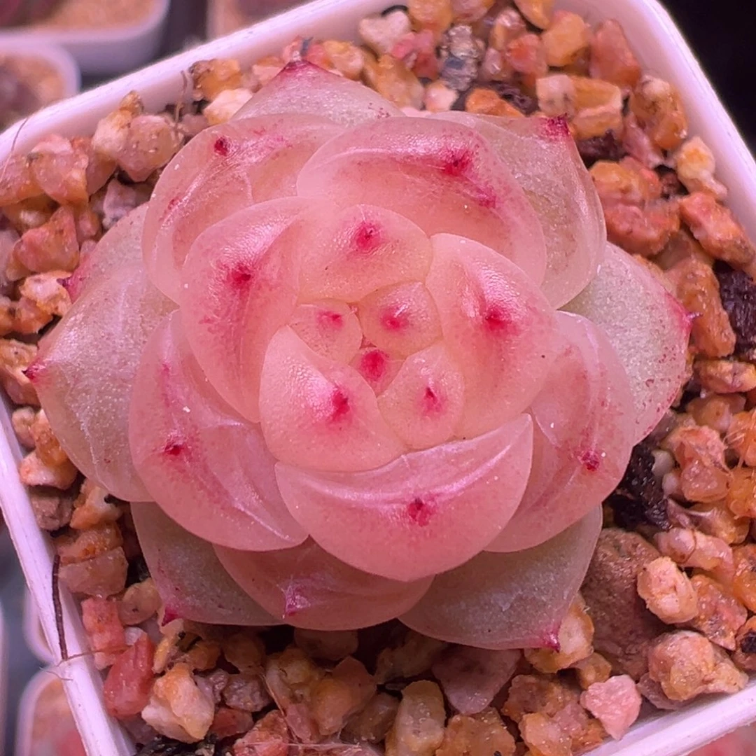 阿牛专拍一物一拍