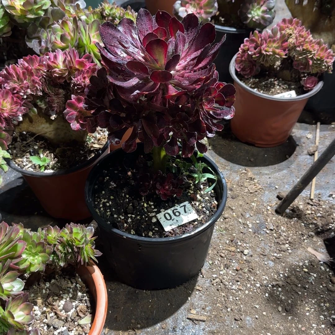 蒲***想香奈儿多肉植物0067