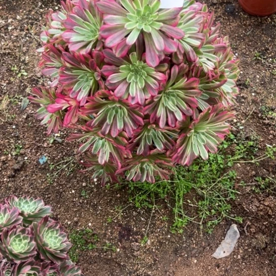 ?**?880舞天姬多肉植物，他了花花