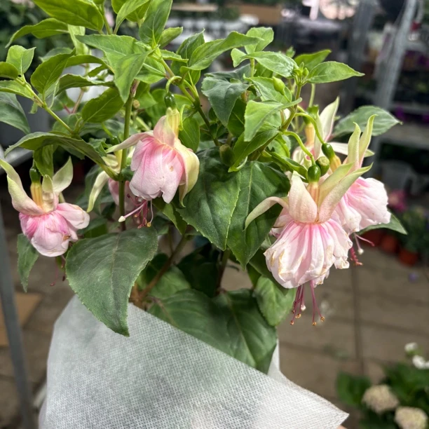 倒挂金钟白桃到手一盆