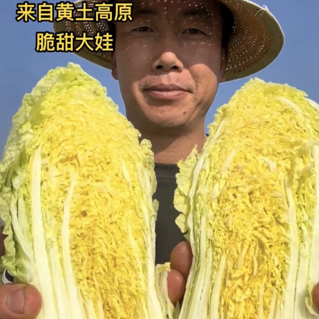 甘肃高原新鲜黄心大娃娃菜  鲜甜无筋无丝时令蔬菜炖 炒菜 凉拌