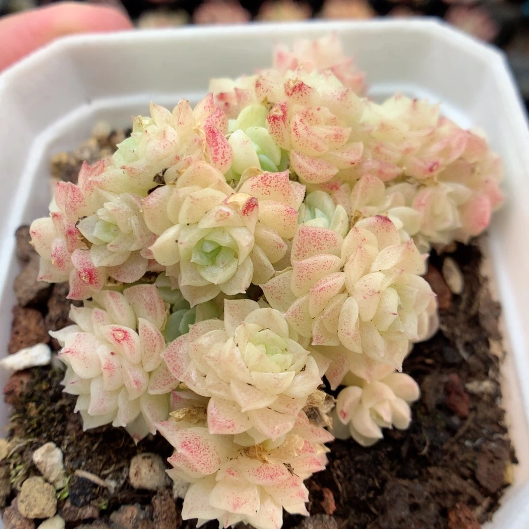 G107定繁编号麦杆A120 f