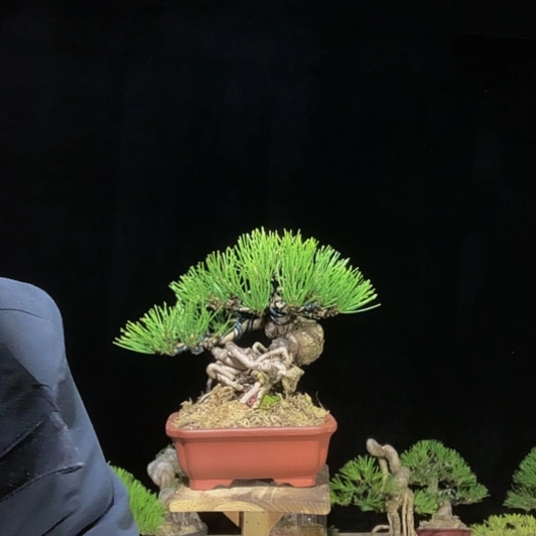 【闪购商品】莆****服松