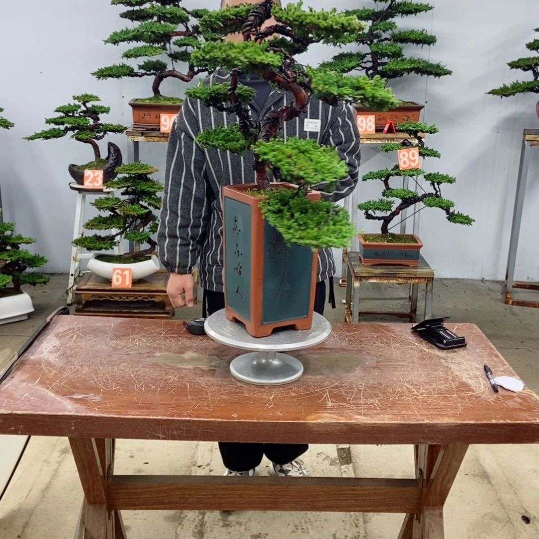 无花朵珍珠柏盆景