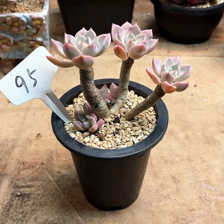 多肉植物，红粉佳人95号