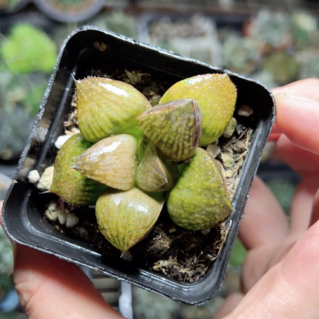 粉**猴2823多肉植物一颗