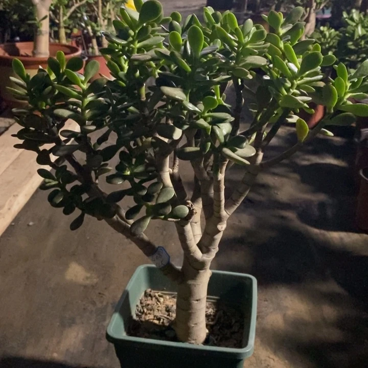 姬红花月一物一拍