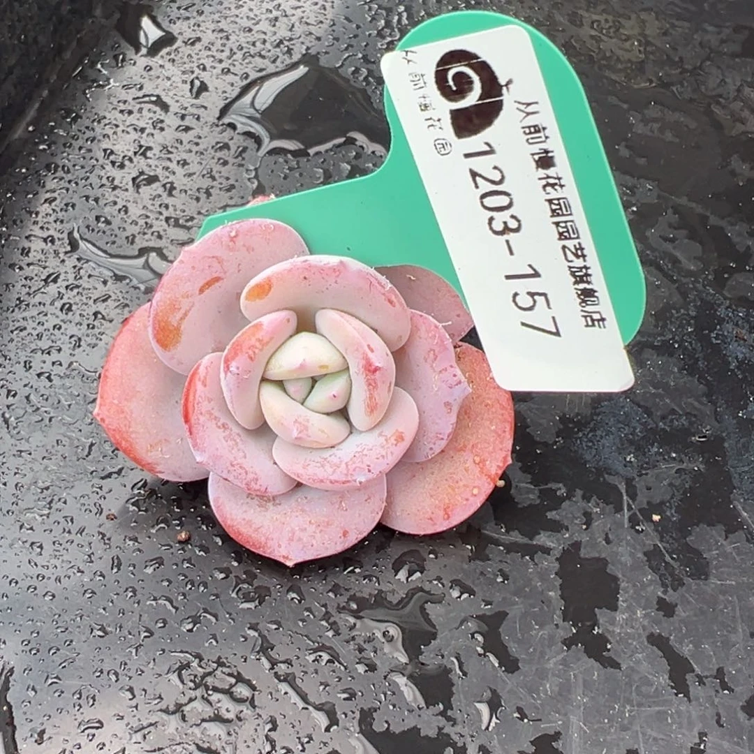 从前慢花园多肉编号1203-157