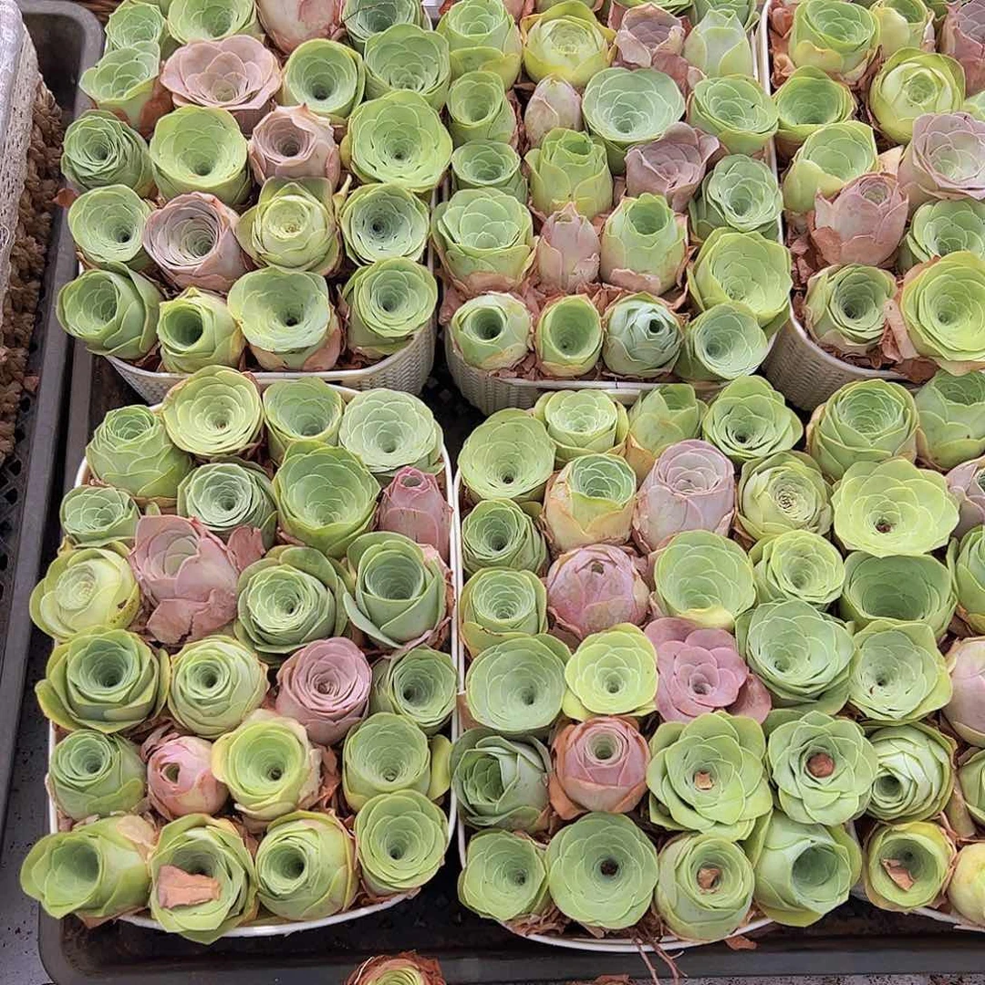 大苗组合24颗送蓝子