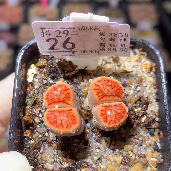 精品生生花29.26