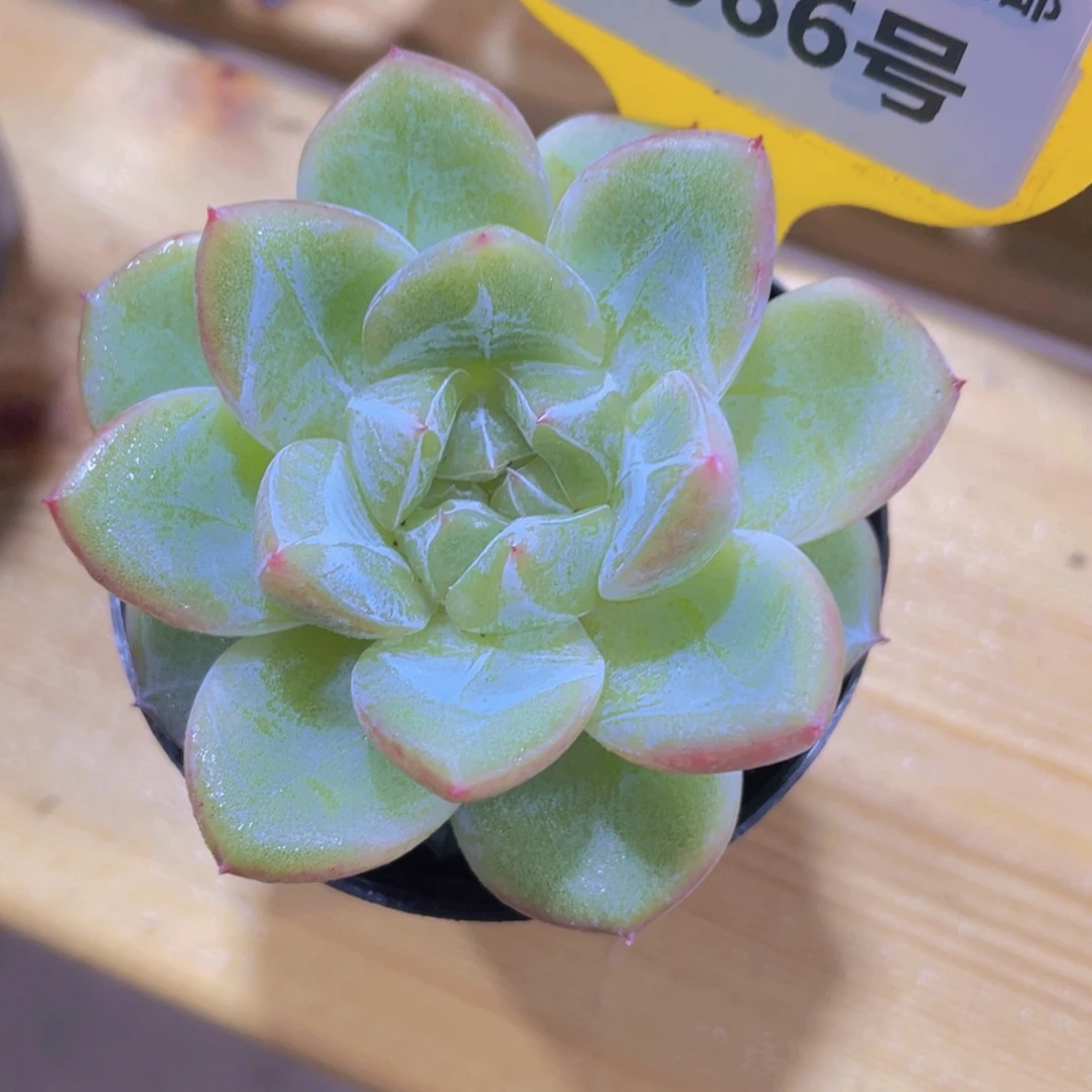 1066号 钻石珍妮糖心