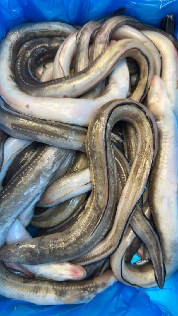 大连岛里野生钓钩七星鳗鱼4斤装一斤7-6条顺丰包邮