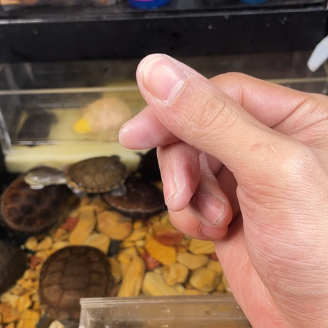小***。母绿毛龟点点滴滴点点滴滴